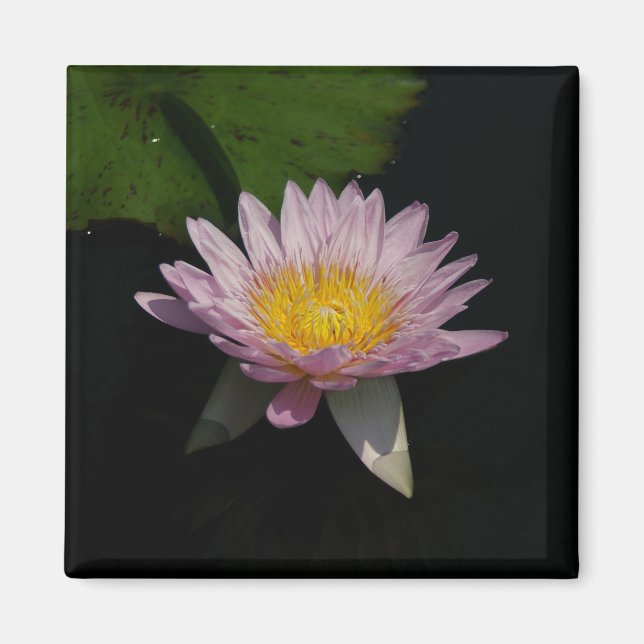 Rosa Lila Lotus-Wasserlilie-Magnet Magnet (Vorne)