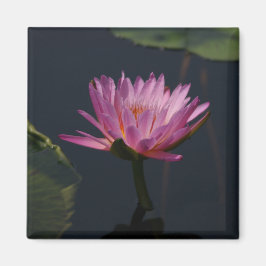 Rosa Lila Lotus-Wasserlilie-Magnet Magnet