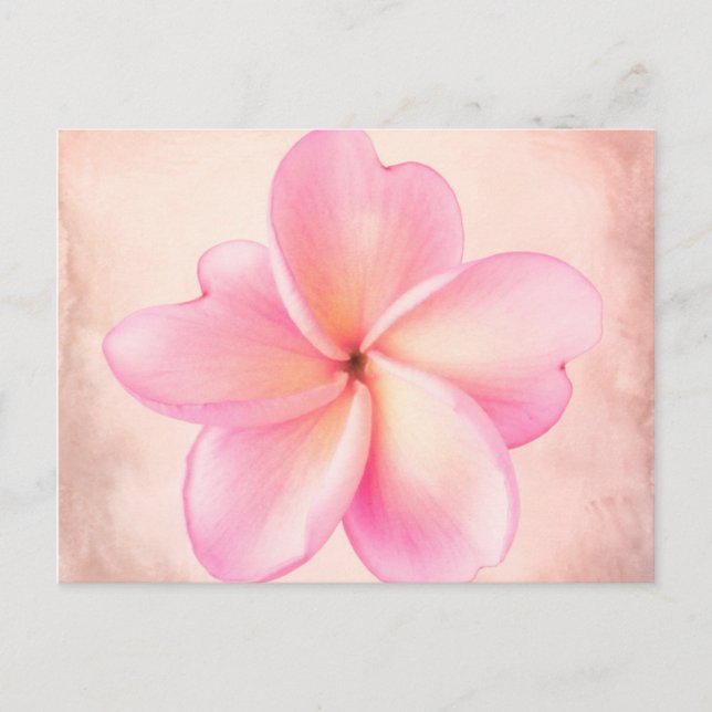 Rosa Lila Plumeria Blume Rosa Hintergrund Postkarte (Vorderseite)