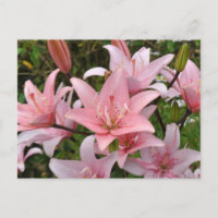 Rosa Lilie Schönheit