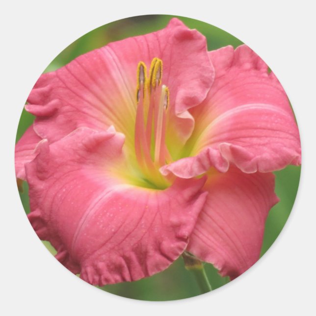 Rosa Lilie - Taglilie Runder Aufkleber (Vorderseite)