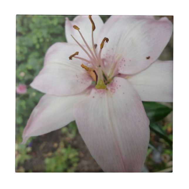 Rosa Lilien-Fliese Fliese (Vorderseite)