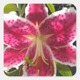 Rosa Lilien Rosa tropische Blume Rosa Blüten Quadratischer Aufkleber