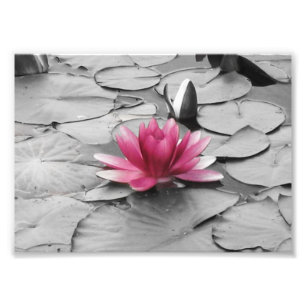 Rosa Lilienauflage-Blume Fotodruck