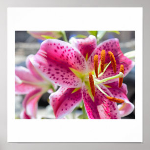 Rosa Lilienblumenfoto Poster