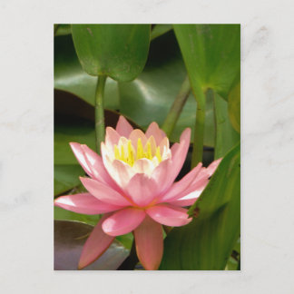 Rosa Lilienwasser-Blume Postkarte