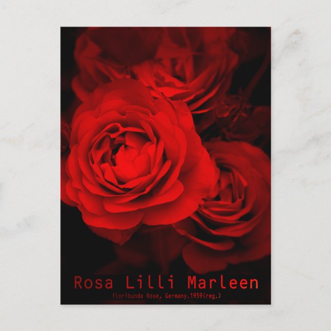 Rosa Lilli Marleen: Postkarte (Vorderseite)