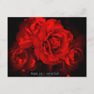 Rosa Lilli Marleen: Postkarte