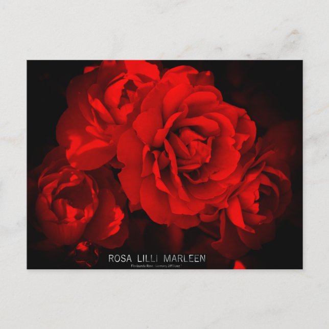 Rosa Lilli Marleen: Postkarte (Vorderseite)