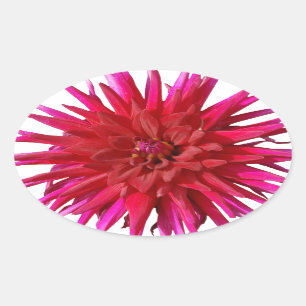 Rosa Lilly Ovaler Aufkleber