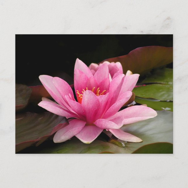 Rosa Lippe Postkarte (Vorderseite)