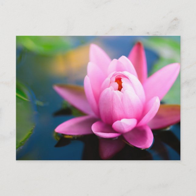 Rosa Lippe Postkarte (Vorderseite)
