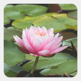 Rosa Lippensticker Quadratischer Aufkleber