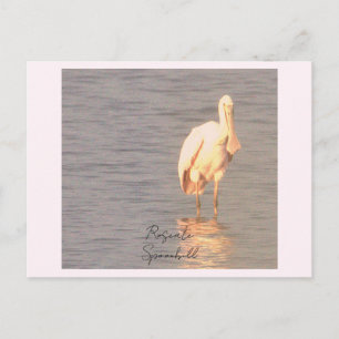 Rosa Löffler Vogel Foto Postkarte