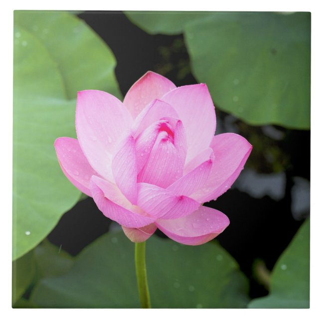 Rosa Lotos-Blume Fliese (Vorderseite)