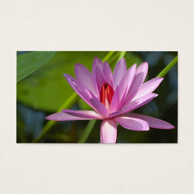 Rosa Lotus (Vorderseite)
