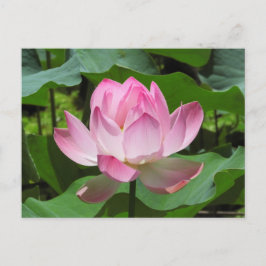 Rosa Lotus Bloom Postkarte