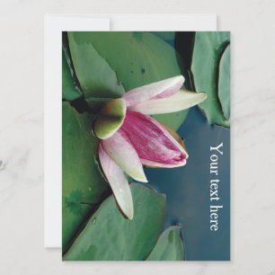 Rosa Lotus Blossom Blume Foto Einladung