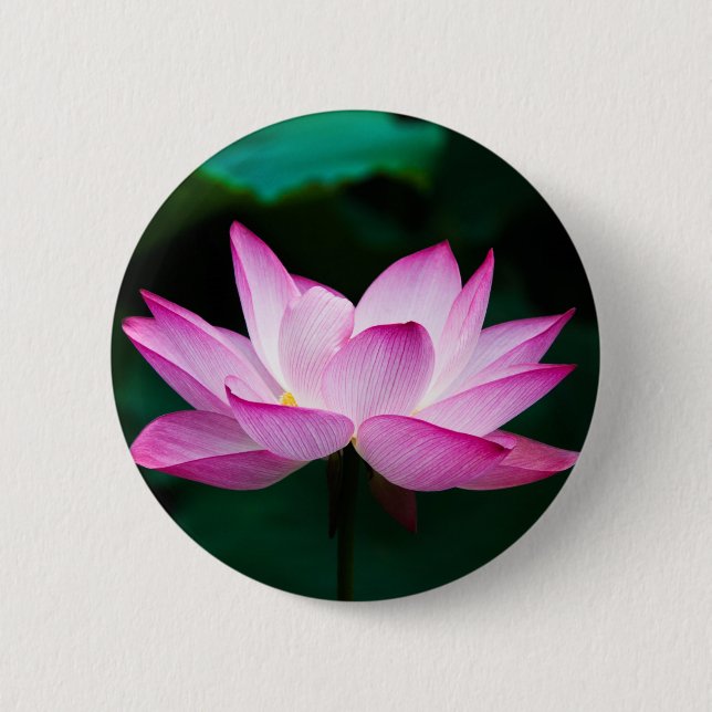 Rosa Lotus-Blume Button (Vorderseite)