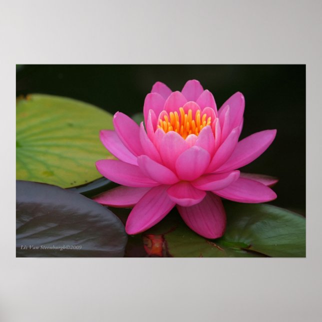 Rosa Lotus-Blume drucken Poster (Vorne)