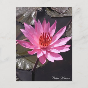 Rosa Lotus-Blume, Frühlingssonne, Pflanze, Natur Postkarte