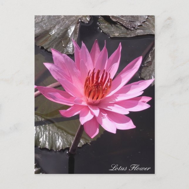 Rosa Lotus-Blume, Frühlingssonne, Pflanze, Natur Postkarte (Vorderseite)