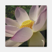 Rosa Lotus Blume III Sommer-Blütenzeit
