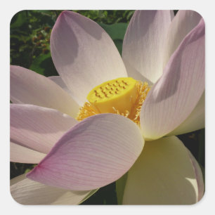 Rosa Lotus Blume III Sommer-Blütenzeit Quadratischer Aufkleber