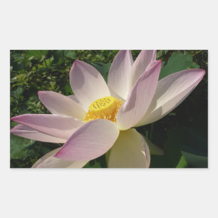 Rosa Lotus Blume III Sommer-Blütenzeit Rechteckiger Aufkleber