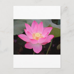 Rosa Lotus-Blume im Blut Postkarte