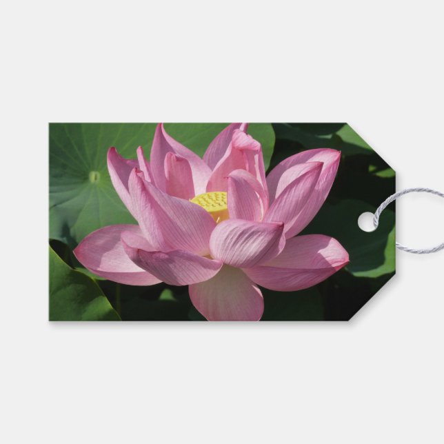 Rosa Lotus Blume IV Geschenkanhänger (Vorderseite (Horizontal))
