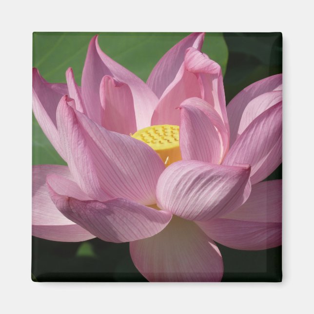 Rosa Lotus Blume IV Magnet (Vorne)