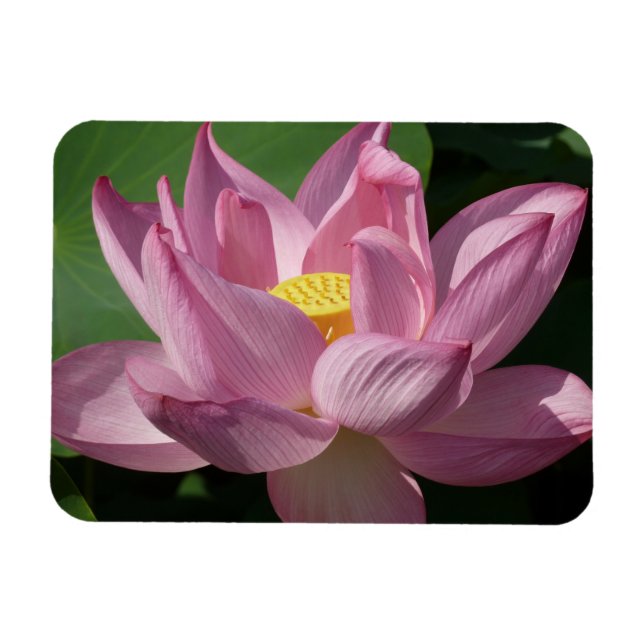 Rosa Lotus Blume IV Magnet (Horizontal)