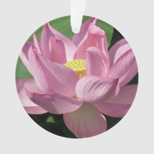 Rosa Lotus Blume IV Ornament