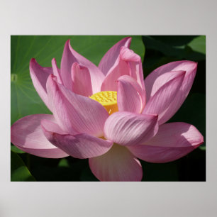 Rosa Lotus Blume IV Poster