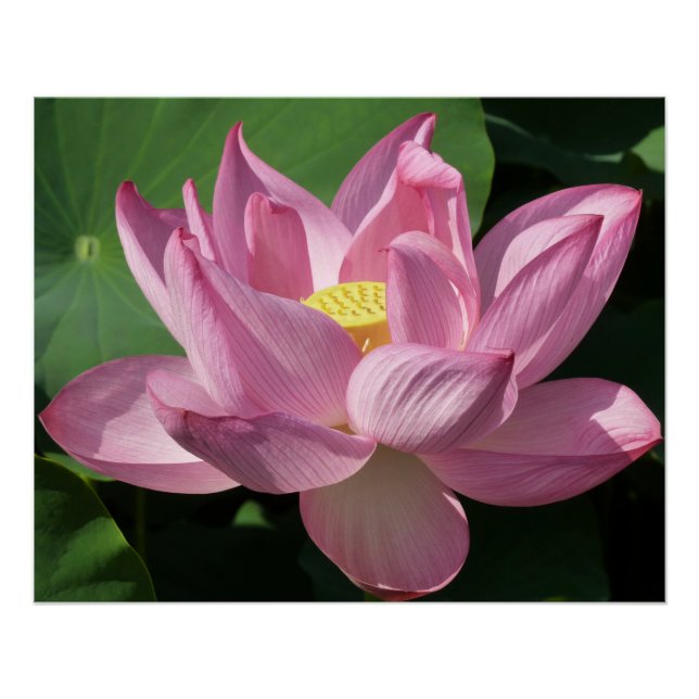 Rosa Lotus Blume IV Poster (Vorderseite)