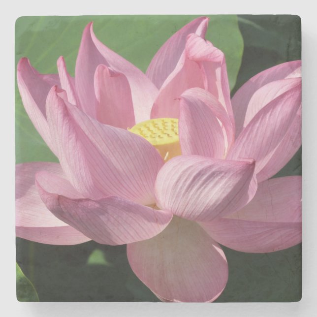Rosa Lotus Blume IV Steinuntersetzer (Vorderseite)