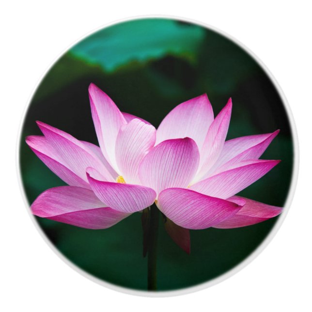 Rosa Lotus-Blume Keramikknauf (Vorderseite)