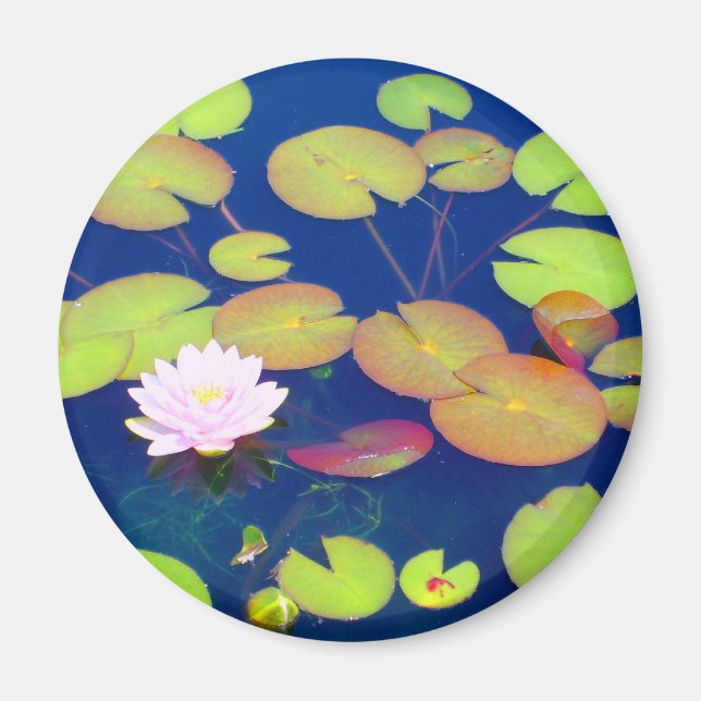 Rosa Lotus-Blume mit Lilienpolstern auf dem Teich Magnet (Vorne)