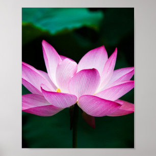 Rosa Lotus-Blume Poster