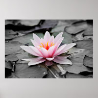 Rosa Lotus-Blume