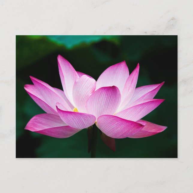 Rosa Lotus-Blume Postkarte (Vorderseite)