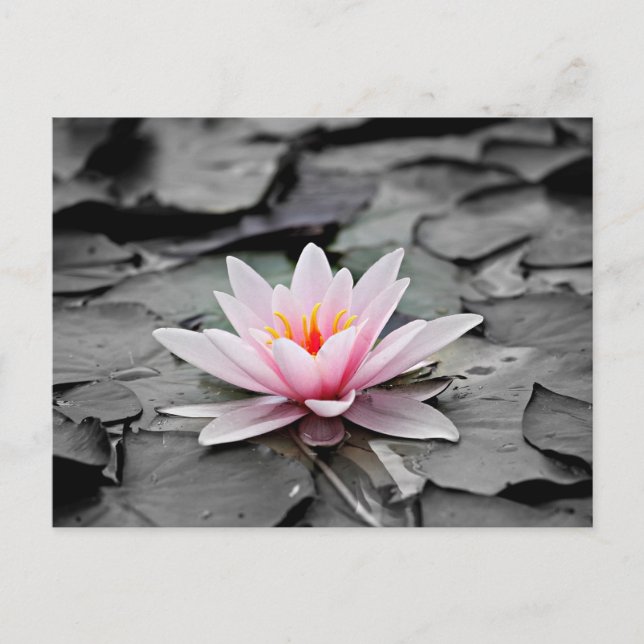 Rosa Lotus-Blume Postkarte (Vorderseite)