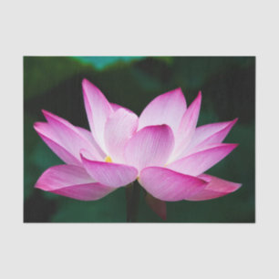 Rosa Lotus-Blume Seidenpapier