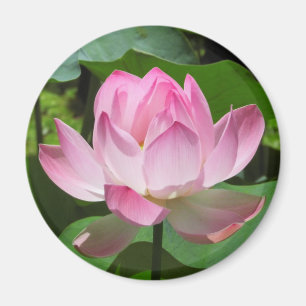 Rosa Lotus-Blüte Magnet