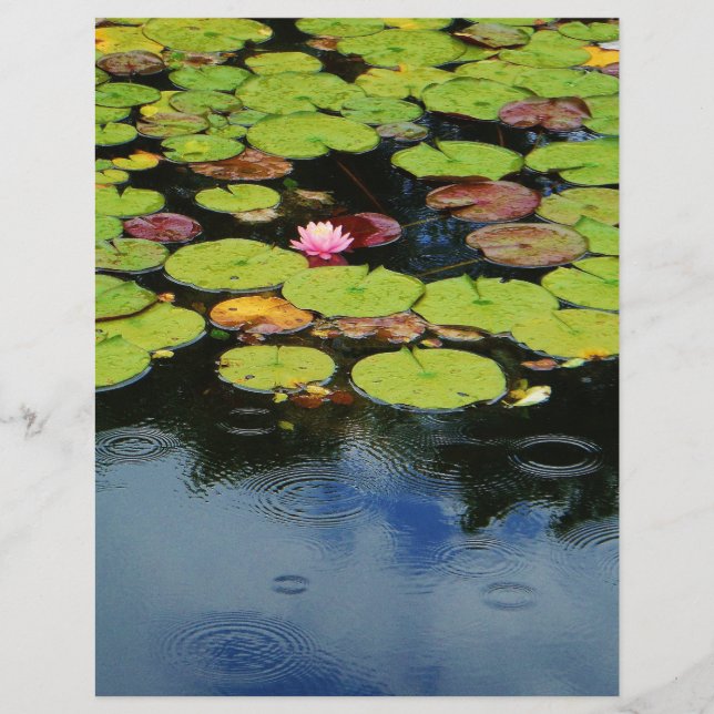 Rosa Lotus in Regen (Vorderseite)