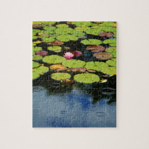 Rosa Lotus in Regen Puzzle