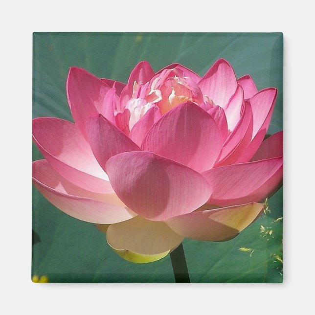 Rosa Lotus - Kühlschrank Magnet (Vorne)