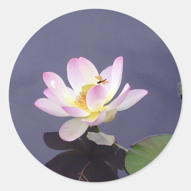 Rosa Lotus mit Drachenfliege Runder Aufkleber (Vorderseite)