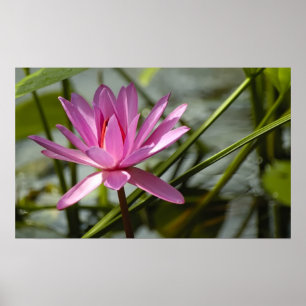 Rosa Lotus Poster